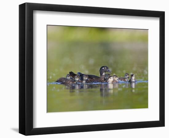 A Female Wood Duck (Aix Sponsa) Is Surrounded by Her Young Ducklings, Washington, USA-Gary Luhm-Framed Photographic Print