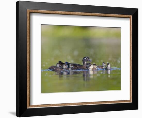A Female Wood Duck (Aix Sponsa) Is Surrounded by Her Young Ducklings, Washington, USA-Gary Luhm-Framed Photographic Print