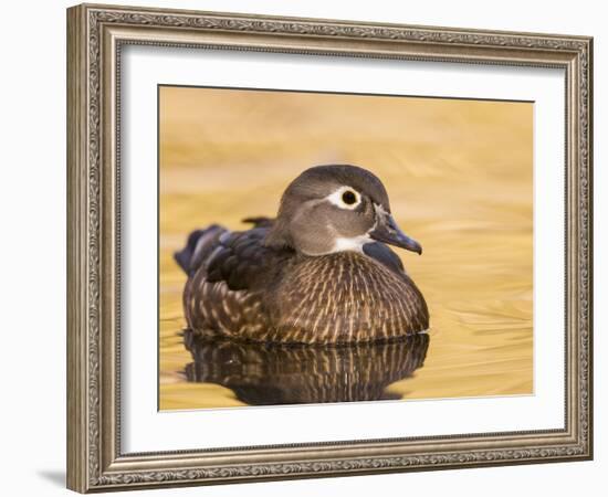 A Female Wood Duck (Aix Sponsa) on a Small Pond in Southern California.-Neil Losin-Framed Photographic Print