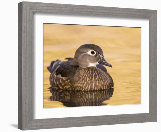A Female Wood Duck (Aix Sponsa) on a Small Pond in Southern California.-Neil Losin-Framed Photographic Print