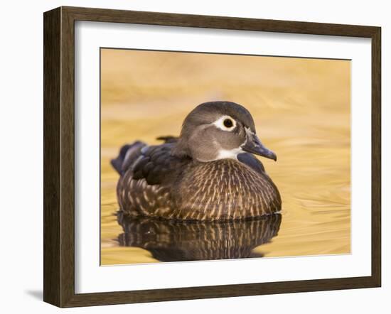 A Female Wood Duck (Aix Sponsa) on a Small Pond in Southern California.-Neil Losin-Framed Photographic Print