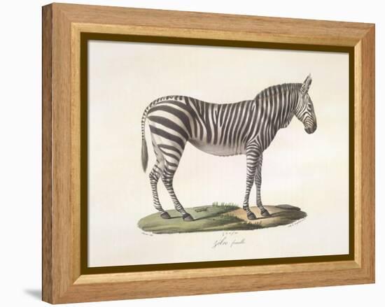 A Female Zebra.-null-Framed Premier Image Canvas