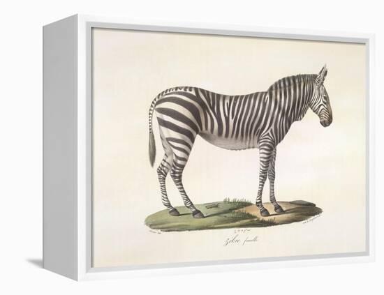 A Female Zebra.-null-Framed Premier Image Canvas