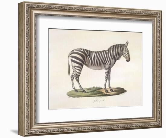 A Female Zebra.-null-Framed Giclee Print