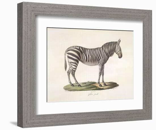 A Female Zebra.-null-Framed Giclee Print