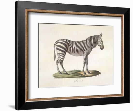 A Female Zebra.-null-Framed Giclee Print