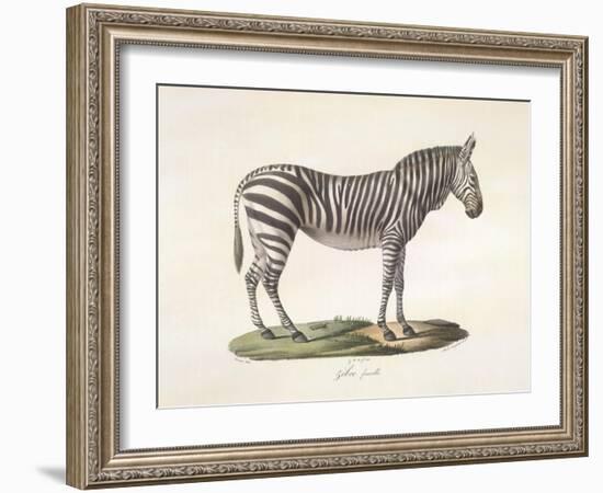 A Female Zebra.-null-Framed Giclee Print