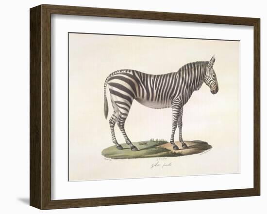 A Female Zebra.-null-Framed Giclee Print