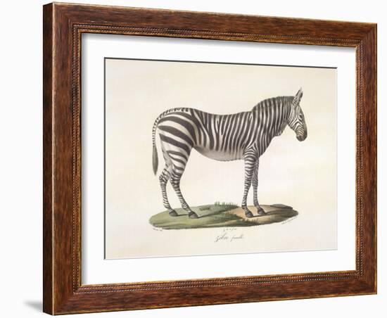 A Female Zebra.-null-Framed Giclee Print