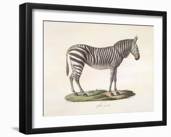 A Female Zebra.-null-Framed Giclee Print