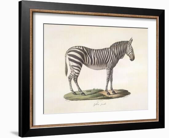 A Female Zebra.-null-Framed Giclee Print