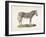 A Female Zebra.-null-Framed Giclee Print