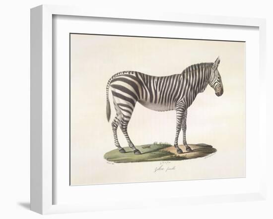 A Female Zebra.-null-Framed Giclee Print