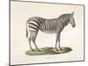 A Female Zebra.-null-Mounted Giclee Print