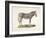 A Female Zebra.-null-Framed Giclee Print