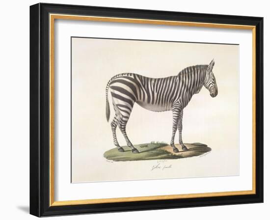 A Female Zebra.-null-Framed Giclee Print