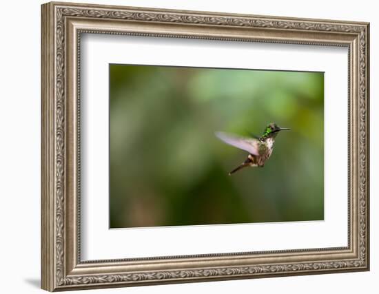 A Festive Coquette, Lophornis Chalybeus, in Flight in the Atlantic Rainforest-Alex Saberi-Framed Photographic Print