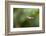 A Festive Coquette, Lophornis Chalybeus, in Flight in the Atlantic Rainforest-Alex Saberi-Framed Photographic Print