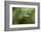 A Festive Coquette, Lophornis Chalybeus, in Flight in the Atlantic Rainforest-Alex Saberi-Framed Photographic Print