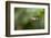 A Festive Coquette, Lophornis Chalybeus, in Flight in the Atlantic Rainforest-Alex Saberi-Framed Photographic Print