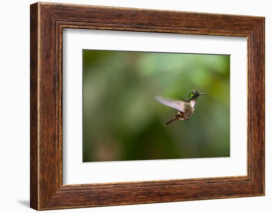 A Festive Coquette, Lophornis Chalybeus, in Flight in the Atlantic Rainforest-Alex Saberi-Framed Photographic Print