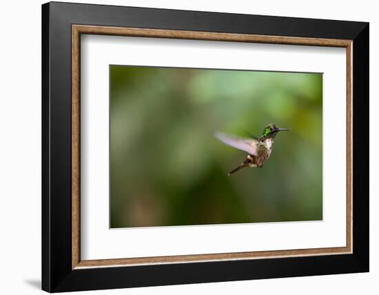 A Festive Coquette, Lophornis Chalybeus, in Flight in the Atlantic Rainforest-Alex Saberi-Framed Photographic Print