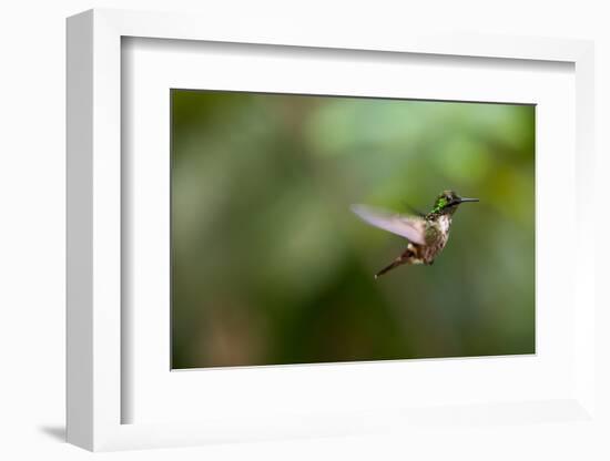 A Festive Coquette, Lophornis Chalybeus, in Flight in the Atlantic Rainforest-Alex Saberi-Framed Photographic Print