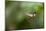A Festive Coquette, Lophornis Chalybeus, in Flight in the Atlantic Rainforest-Alex Saberi-Mounted Photographic Print
