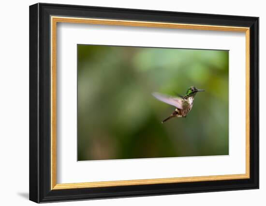 A Festive Coquette, Lophornis Chalybeus, in Flight in the Atlantic Rainforest-Alex Saberi-Framed Photographic Print