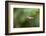 A Festive Coquette, Lophornis Chalybeus, in Flight in the Atlantic Rainforest-Alex Saberi-Framed Photographic Print