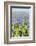 A Field Filled with Blue Grape Hyacinths-Ivonnewierink-Framed Photographic Print