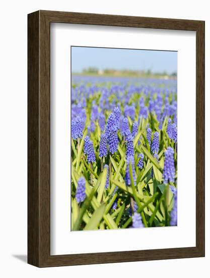 A Field Filled with Blue Grape Hyacinths-Ivonnewierink-Framed Photographic Print