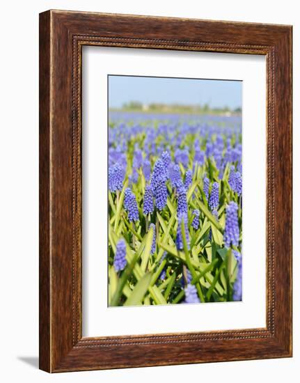 A Field Filled with Blue Grape Hyacinths-Ivonnewierink-Framed Photographic Print