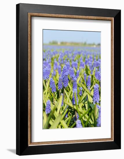 A Field Filled with Blue Grape Hyacinths-Ivonnewierink-Framed Photographic Print