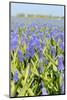 A Field Filled with Blue Grape Hyacinths-Ivonnewierink-Mounted Photographic Print