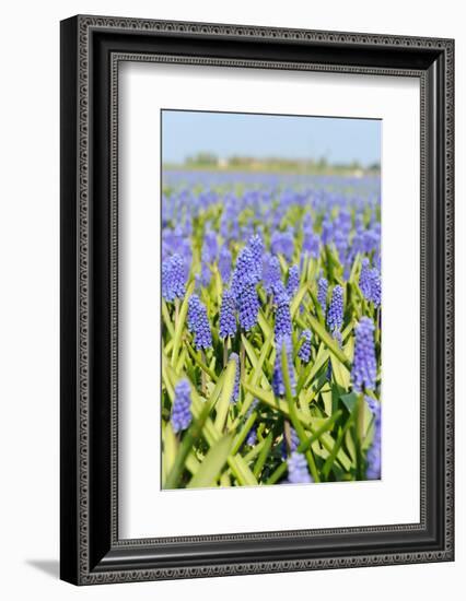 A Field Filled with Blue Grape Hyacinths-Ivonnewierink-Framed Photographic Print