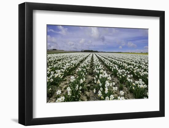 A Field of Daffodils in Bloom, Norfolk, England, United Kingdom, Europe-Bill Allsopp-Framed Photographic Print