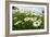 A Field of Daisies, Tollerton Nottinghamshire England UK-Tracey Whitefoot-Framed Photographic Print