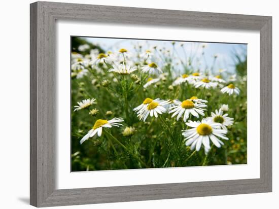 A Field of Daisies, Tollerton Nottinghamshire England UK-Tracey Whitefoot-Framed Photographic Print