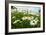 A Field of Daisies, Tollerton Nottinghamshire England UK-Tracey Whitefoot-Framed Photographic Print