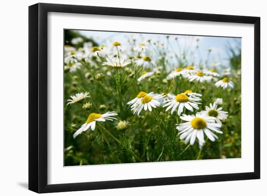 A Field of Daisies, Tollerton Nottinghamshire England UK-Tracey Whitefoot-Framed Photographic Print