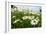 A Field of Daisies, Tollerton Nottinghamshire England UK-Tracey Whitefoot-Framed Photographic Print