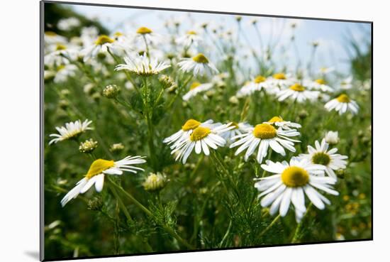 A Field of Daisies, Tollerton Nottinghamshire England UK-Tracey Whitefoot-Mounted Photographic Print