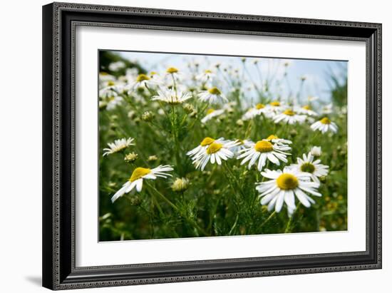 A Field of Daisies, Tollerton Nottinghamshire England UK-Tracey Whitefoot-Framed Photographic Print