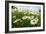 A Field of Daisies, Tollerton Nottinghamshire England UK-Tracey Whitefoot-Framed Photographic Print