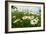 A Field of Daisies, Tollerton Nottinghamshire England UK-Tracey Whitefoot-Framed Photographic Print