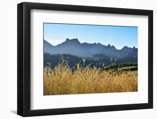 A field of rye at sunset with the mountain range of Pitoes das Junias in the background. Peneda Ger-Mauricio Abreu-Framed Photographic Print