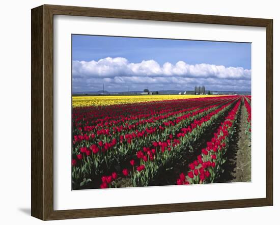 A Field of Tulips with Stormy Skies, Skagit Valley, Washington, Usa-Charles Sleicher-Framed Photographic Print
