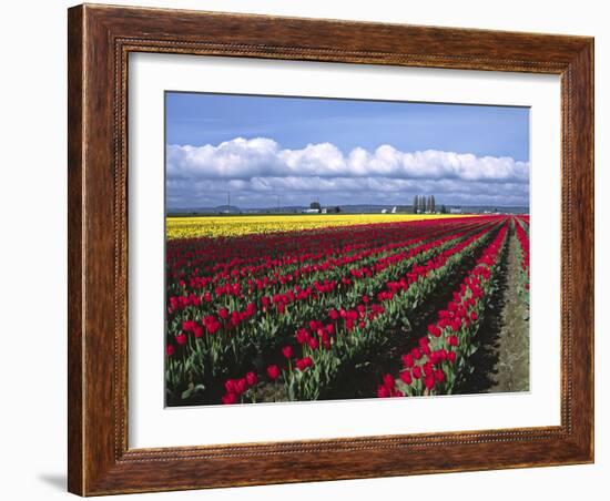 A Field of Tulips with Stormy Skies, Skagit Valley, Washington, Usa-Charles Sleicher-Framed Photographic Print