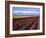 A Field of Tulips with Stormy Skies, Skagit Valley, Washington, Usa-Charles Sleicher-Framed Photographic Print